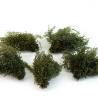 Air Fern preservado - Creabox S - Nature Green