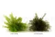 Air Fern preservado Nature Green (Creabox S) 15