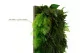 Air Fern stabilizzato Nature Green (Creabox S) 14