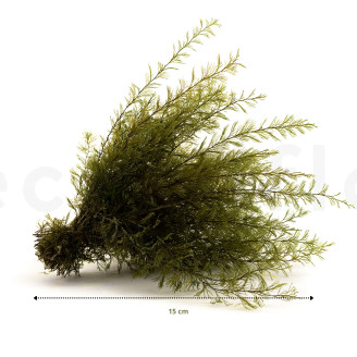 Air Fern preservato - Creabox S - Nature Green