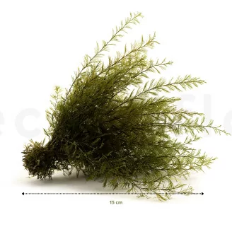Preserved Air Fern Nature Green (Creabox S)