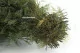 Air Fern stabilis&eacute;e Nature Green (Creabox S) 11
