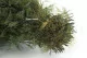 Preserved Air Fern Light Green (Creabox S) 11