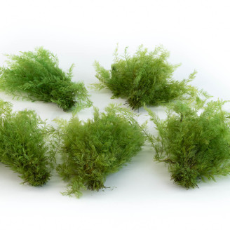 Air Fern Preserved - Creabox S - Light Green