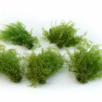 Konservierter Air Fern Light Green (Creabox S)