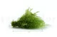 Air Fern preservado Light Green (Creabox S) 13
