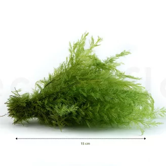 Air Fern stabilizzato Light Green (Creabox S)