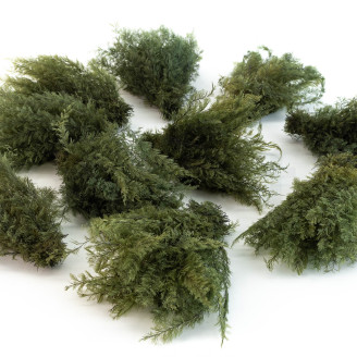 Air Fern preservato - Creabox M - Nature Green