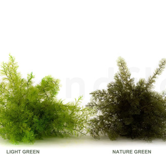 Air Fern preservado - Creabox M - Light Green