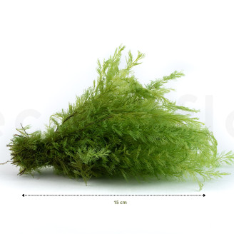 Air Fern konserviert - Creabox M - Light Green