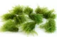 Konservierter Air Fern Light Green (Creabox M) 3