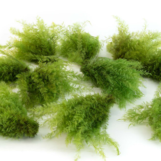 Air Fern preservato - Creabox M - Light Green