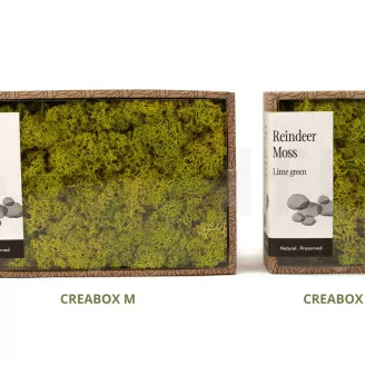 Lichen stabilis&eacute; Lime Green (Creabox M)