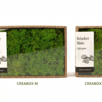 Lichen stabilis&eacute; Light Green (Creabox M)