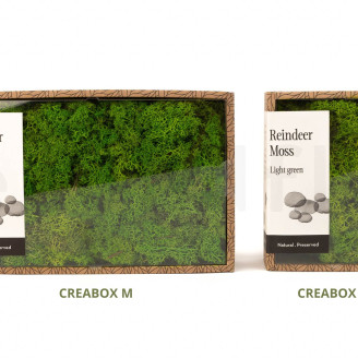 Lichene preservato - Creabox M - Light Green