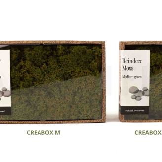 Liquen preservado - Creabox S - Medium Green