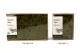 Liquen preservado Medium Green (Creabox M) 8