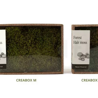 Preserved Hair Moss (Creabox S)