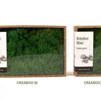 Lichen stabilis&eacute; Nature Green (Creabox S)