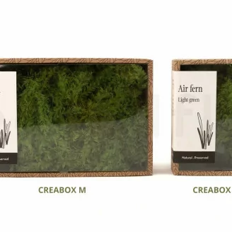 Preserved Air Fern Light Green (Creabox M)