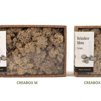 Lichene stabilizzato - Creabox M - Cream