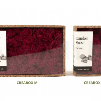 Lichene stabilizzato Fucsia (Creabox M)