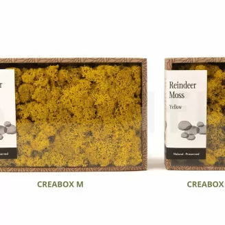 Lichen stabilis&eacute; Jaune (Creabox M)