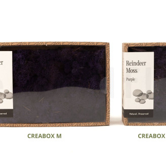 Lichene preservato - Creabox M - Viola