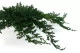 Juniperus stabilis&eacute; 6