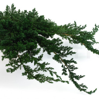 Juniperus Konserviert - Gr&uuml;n