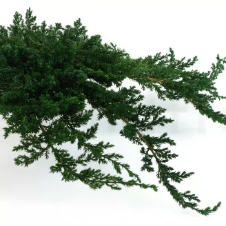 Preserved Juniper
