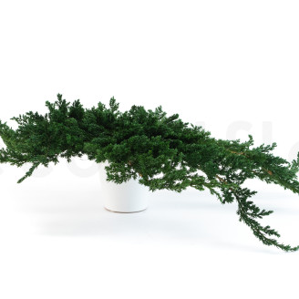 Juniperus Konserviert - Gr&uuml;n