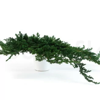 Preserved Juniper