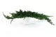 Preserved Juniper 2