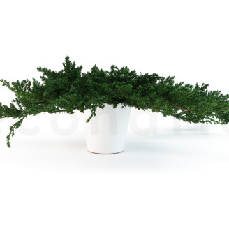 Juniperus Preservado - Verde