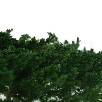 Juniperus Konserviert - Gr&uuml;n