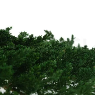 Preserved Juniper
