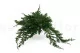 Preserved Juniper 4