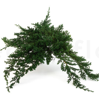 Juniperus Konserviert - Gr&uuml;n
