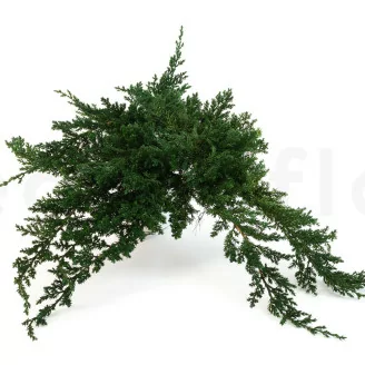 Preserved Juniper