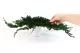 Juniperus stabilis&eacute; 5