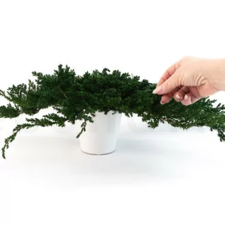 Juniperus preservado