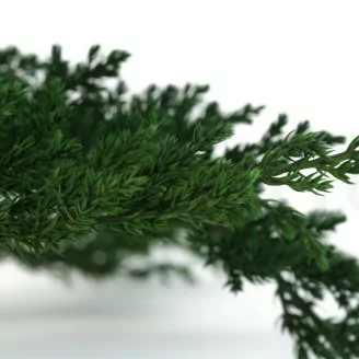 Juniperus preservado
