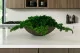 Preserved Juniper 1