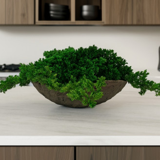 Juniperus Stabilisiert - Gr&uuml;n