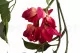 Guirlande de Bougainvillier artificielle Fuchsia - Ignifug&eacute;e 5