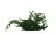 Juniperus stabilis&eacute; 10