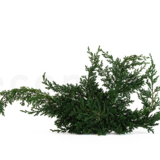 Juniperus Stabilisiert - Gr&uuml;n