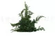 Preserved Juniper 11