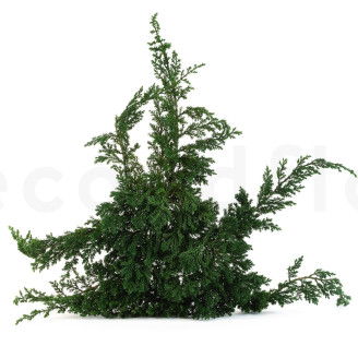 Juniper Stabilized - Green